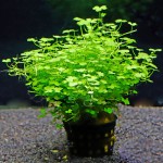 迷你三裂天胡荽-缩略图-6