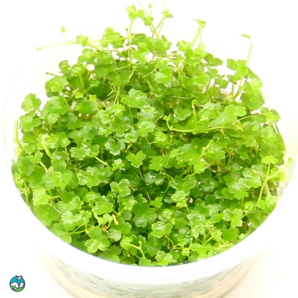 迷你三裂天胡荽-7