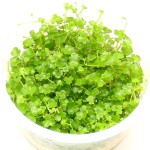 迷你三裂天胡荽-缩略图-7