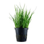 细叶草皮-缩略图-1