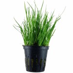 细叶草皮-缩略图-2