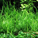 细叶草皮-缩略图-3