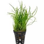 细叶草皮-缩略图-4