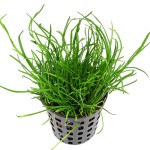 细叶草皮-缩略图-5