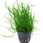 细叶草皮-缩略图-6