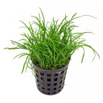 细叶草皮-缩略图-7