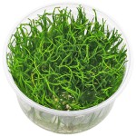 细叶草皮-缩略图-8