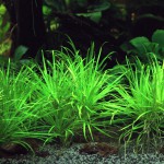 日本箦藻-缩略图-1