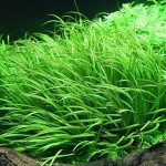 日本箦藻-缩略图-2