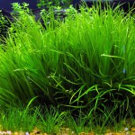 日本箦藻-缩略图-3