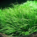 日本箦藻-缩略图-4