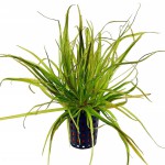 日本箦藻-缩略图-5