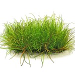 日本箦藻-缩略图-6