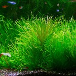 日本箦藻-缩略图-8