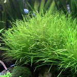 日本箦藻-缩略图-9