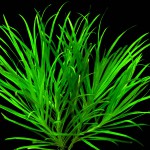 日本箦藻-缩略图-10