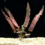 红海带-缩略图-1