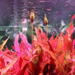 红海带-缩略图-2