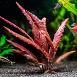 红海带-缩略图-3