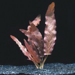 红海带-缩略图-4