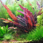 红海带-缩略图-6