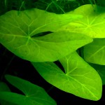 兔耳睡莲-缩略图-3