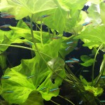 兔耳睡莲-缩略图-4