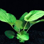 苏奴草-缩略图-1