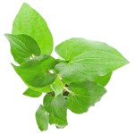 苏奴草-缩略图-3