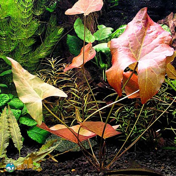 柔毛齿叶睡莲-1