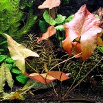 柔毛齿叶睡莲-缩略图-1