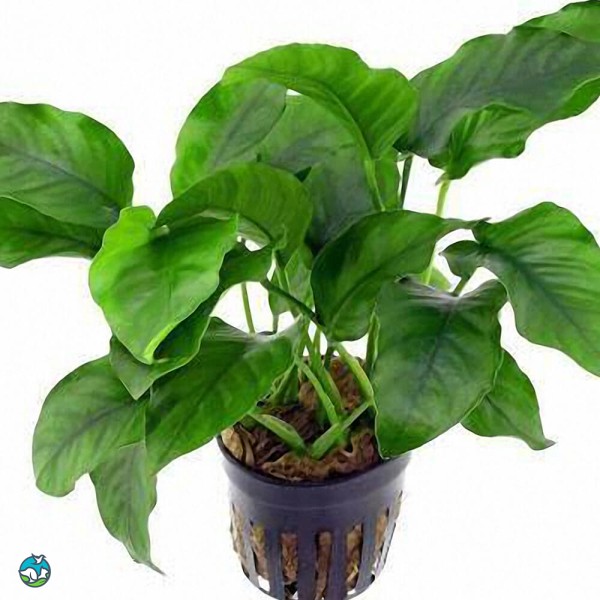 柔毛齿叶睡莲-2