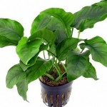 柔毛齿叶睡莲-缩略图-2