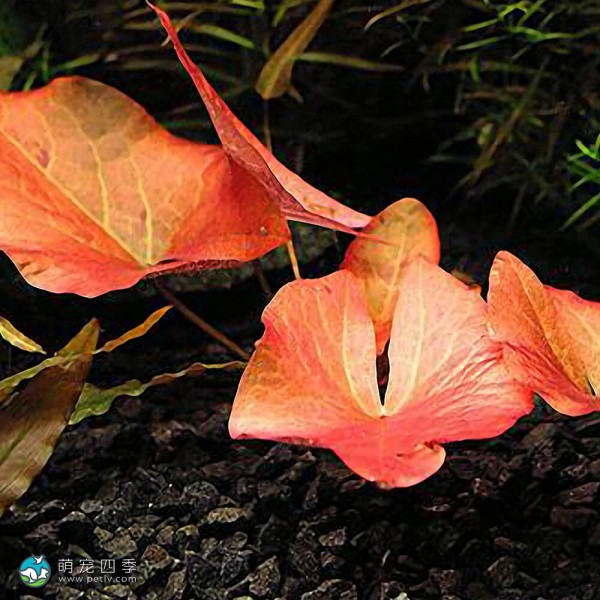 柔毛齿叶睡莲-3