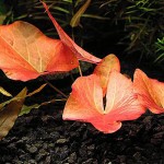 柔毛齿叶睡莲-缩略图-3