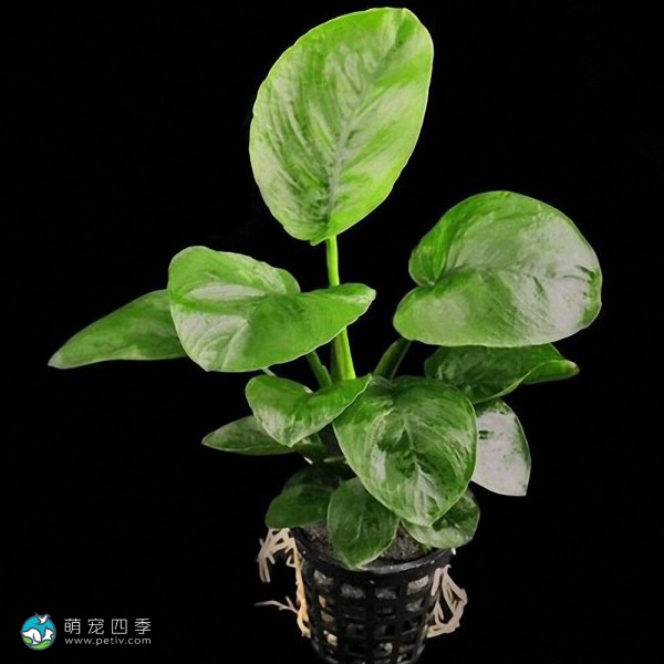 柔毛齿叶睡莲-4