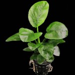 柔毛齿叶睡莲-缩略图-4