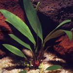 阿佛榕-缩略图-1