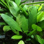 阿佛榕-缩略图-2