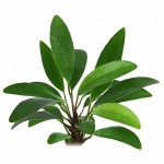 阿佛榕-缩略图-3