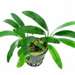 阿佛榕-缩略图-4