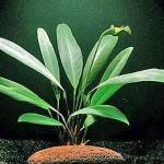 阿佛榕-缩略图-5