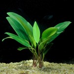 阿佛榕-缩略图-6