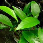 阿佛榕-缩略图-7