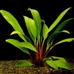 阿佛榕-缩略图-8