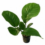 宽叶榕-缩略图-1