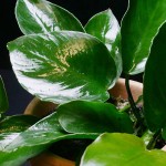 宽叶榕-缩略图-2