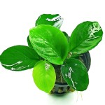 宽叶榕-缩略图-3