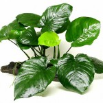 宽叶榕-缩略图-4