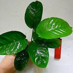 宽叶榕-缩略图-6